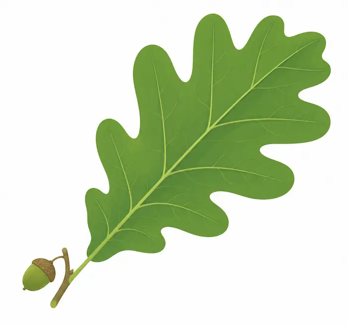 Tree leaf